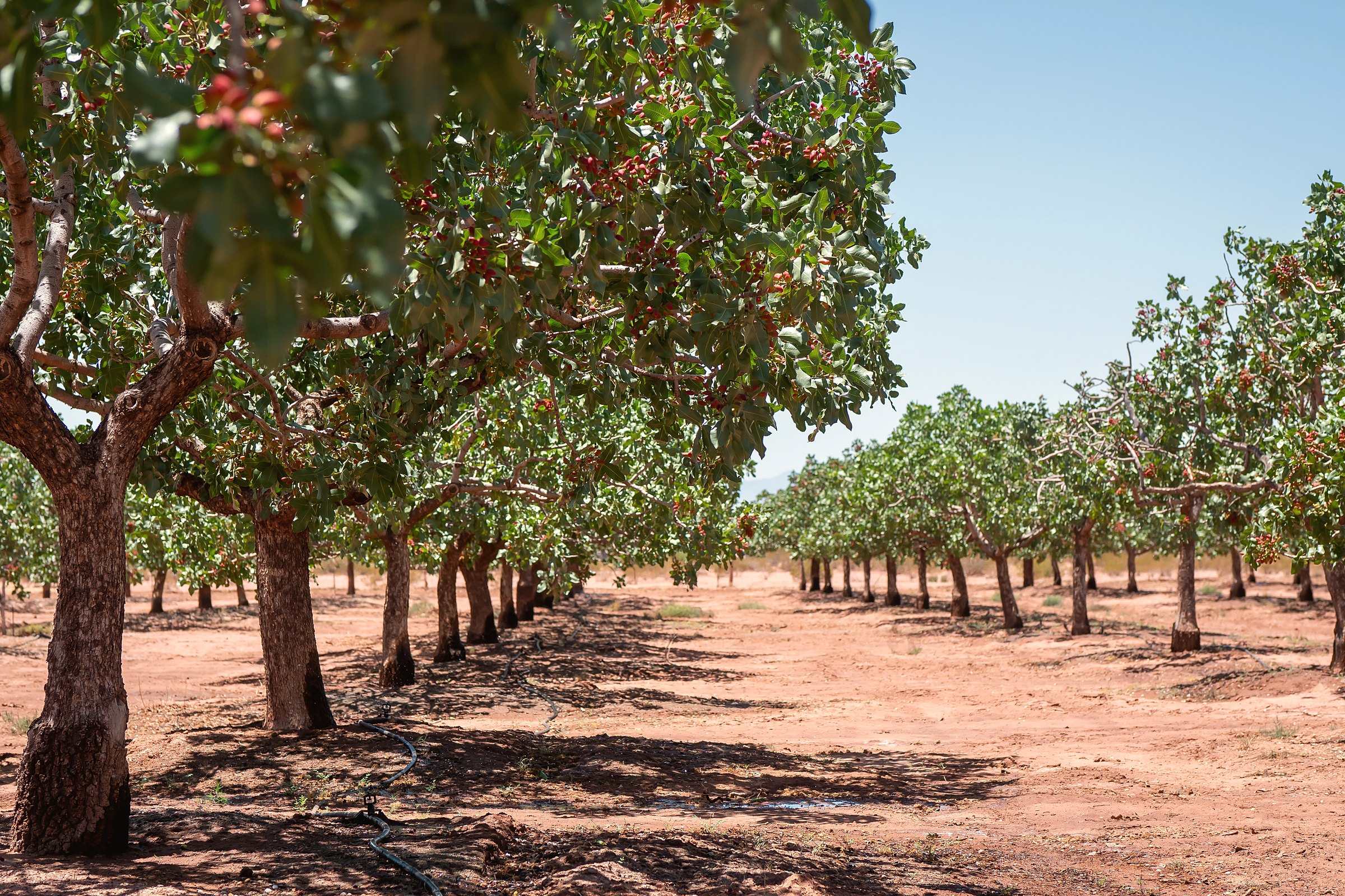 Rows of pistachio trees on red earth at an orchard in Tularosa, New Mexico