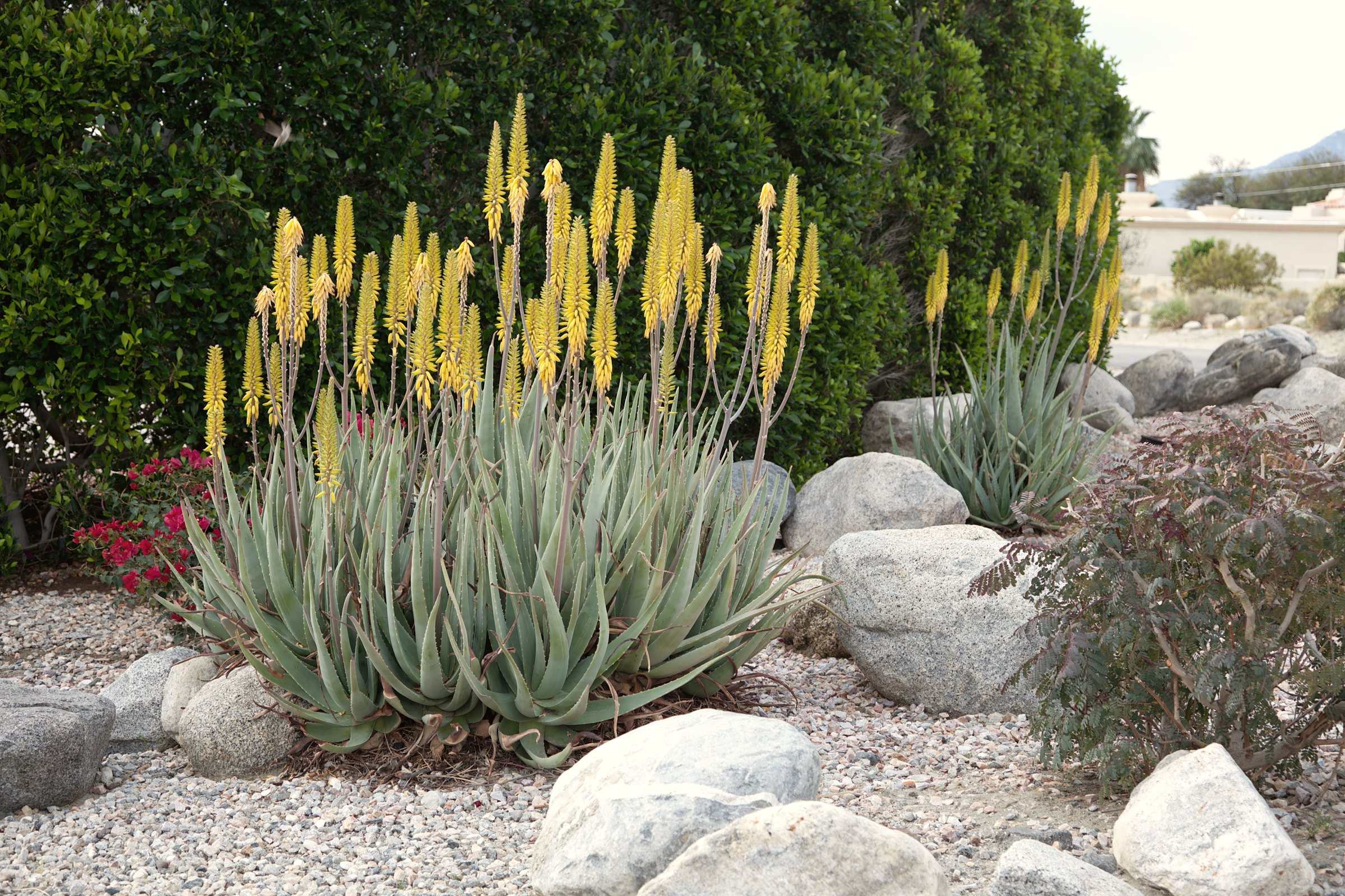 Aloes in yellow bloom in a desert garden of rocks and gravel