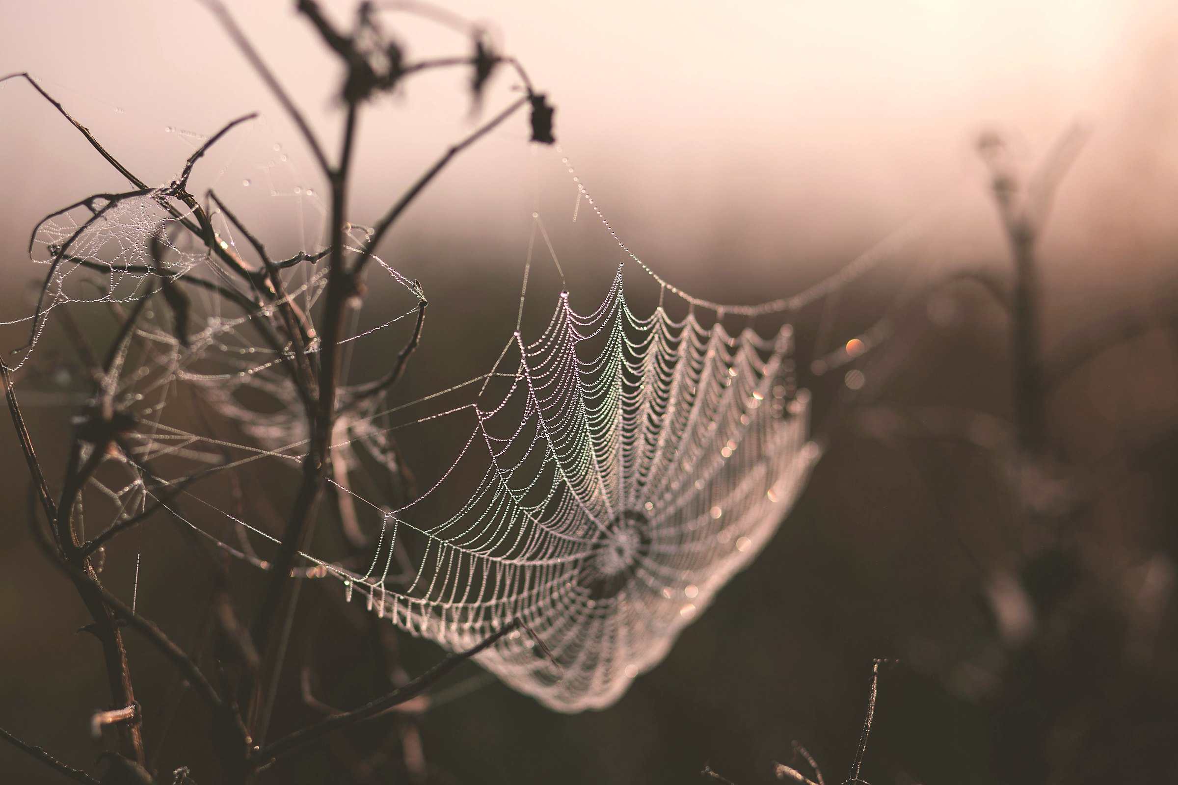 A dew-covered spider web on dry stems at sunrise