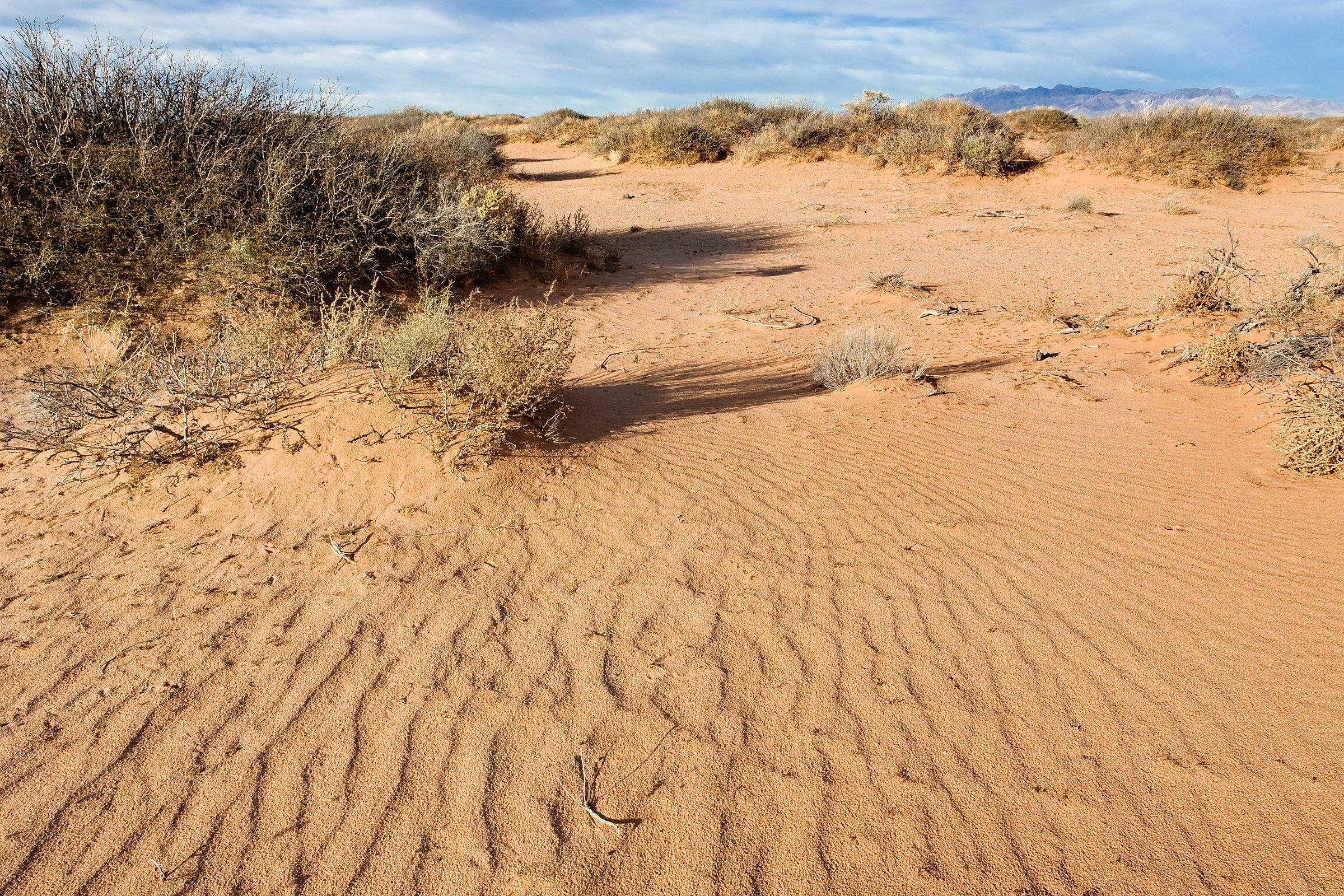 Wind-rippled sand and mesquite west of Anthony, in Doña Ana County, New Mexico