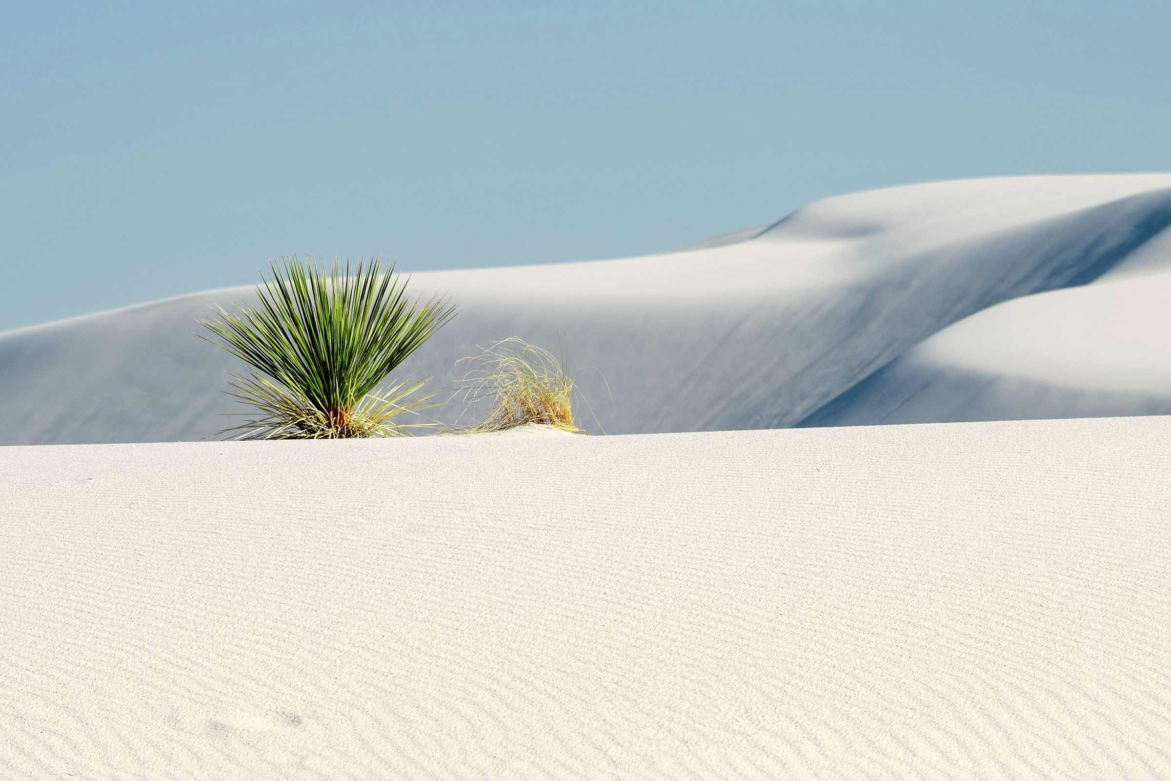A yucca on the white gypsum dunes of White Sands National Park under a clear sky