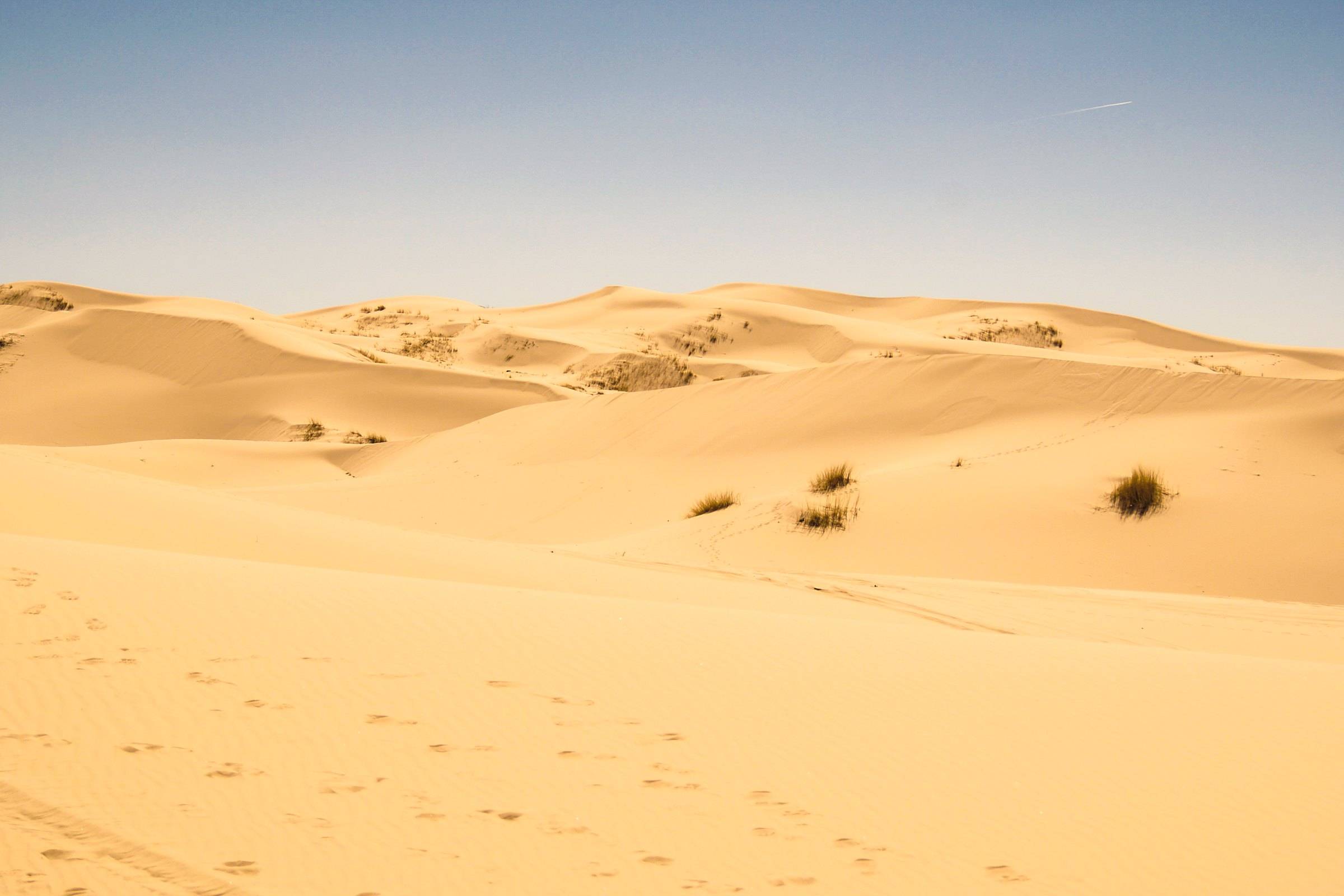 Golden dunes running to the horizon in the Samalayuca dune field, Chihuahua